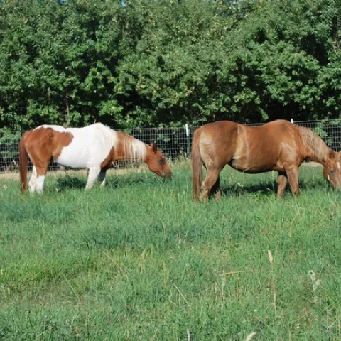 DSC 0988