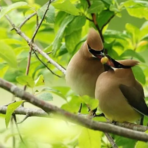 Cedar waxwing courtship, Minette Layne from Seattle, Washington, CC BY-SA 2.0 <https://creativecommons.org/licenses/by-sa/2.0>, via Wikimedia Commons