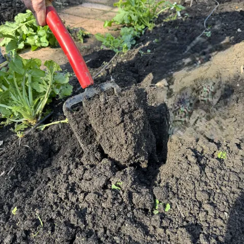 clay soil