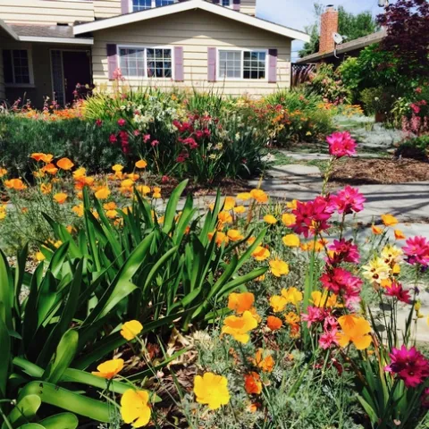 spring flower showcase, lawn replacement
