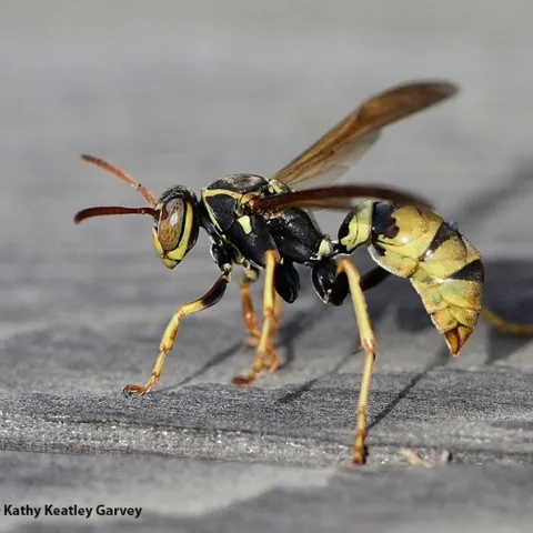A golden paper wasp, Polistes aurier, at the UC Davis Bee Haven on Saturday. It is a native species. (Photo by Kathy Keatley Garvey)