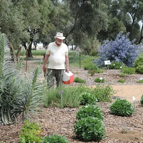 Distinguished emeritus professor of entomology, Robbin Thorp (Aug. 26, 1933-June 7, 2019), detected more than 80 species of bees in the garden. This image was taken in April 2011. (Photo by Kathy Keatley Garvey)