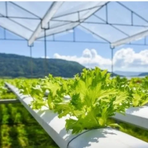 Hydroponic Picture