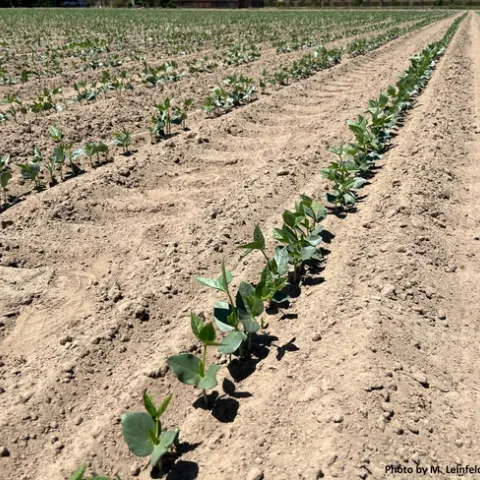 Figure 1. The trial was planted in a commercial field with well-drained soil in Stanislaus County.