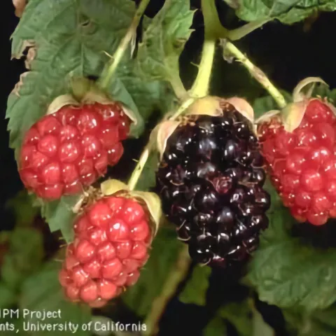 Blackberries