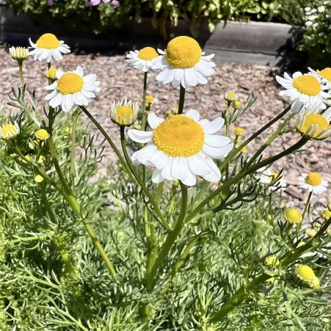 Herb-German-Chamomile-MG-Monique-Frappier