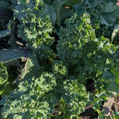 Veg-Kale-Premier-Blend-MG-Ying-Chen