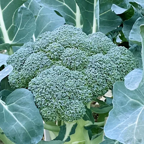 Veg-Broccoli-Belstar-MG-Jim-Lai