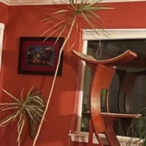 dracena