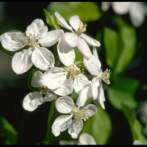 Close up of white apple blossoms with yellow centers and hint of pink on the edges