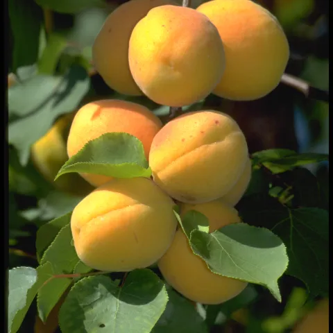 Up close of cluster of orange-yellow fruit with green leaves