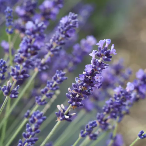 Close up of purple flowers on green stalks