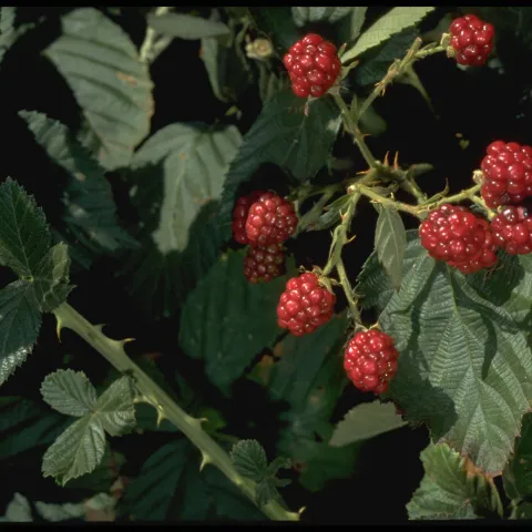 Close up of red berries on green stems with thorns