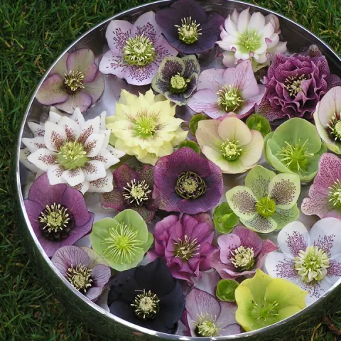 Hellebores in bowl. David Walther, Springfever Nursery