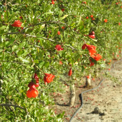 Orange-red blossoms on green bushes in a row with a bare orchard floor