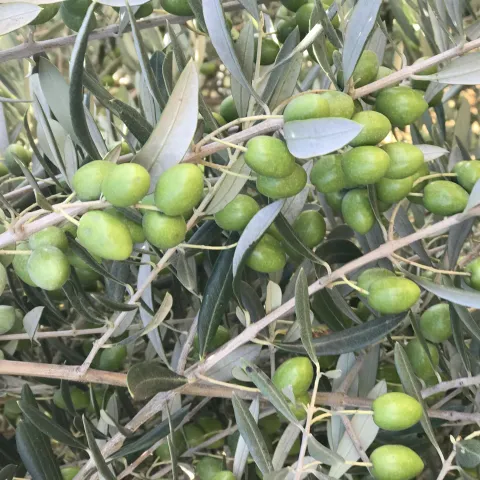Up close of olive branch showing unripe green oval olives on thin brown stems with pale green leaves