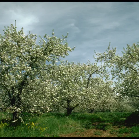 Full white blooms of apple trees in an orchard with a green orchard floor and a blue sky