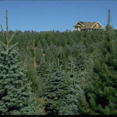 Landscape view of a Christmas tree farm. A brown house can be seen in the distance
