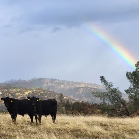 Stocker cattle grazing in the Sierra Foothills