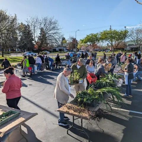 photo of plant give and take, tables, volunteers in a parking lot