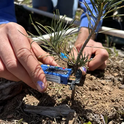 Feather River Resource Conservation District Forestry Technician taking tree seedling measurements (2024)