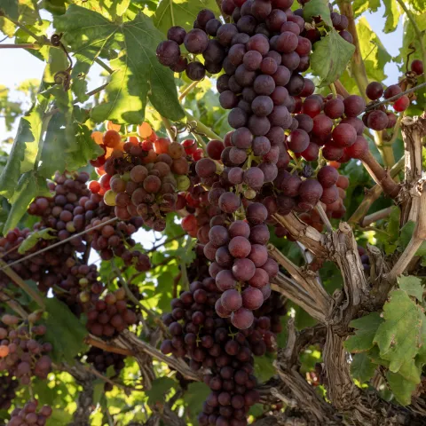 Up close of reddish grapes attached to woody vines and surrounded by green leaves. Sun can be seen shining through the leaves