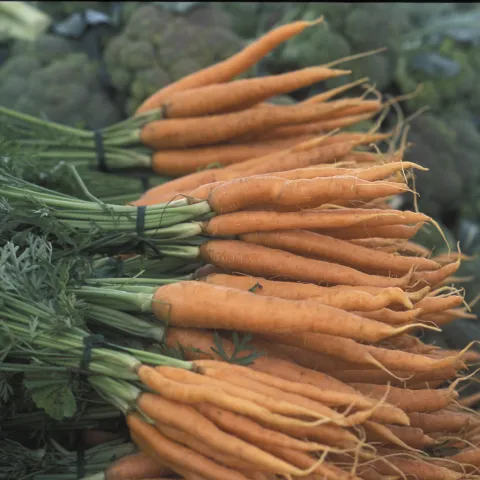 Up close of bundles of orange carrots with green tops 