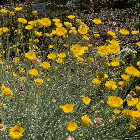 Desert marigold thriving in the Wildlife Habitat Garden at the Master Gardeners Demonstration Garden at Patrick Ranch. Laura Kling