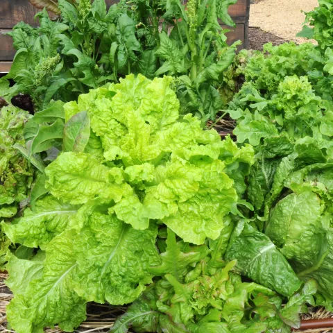 Lettuce