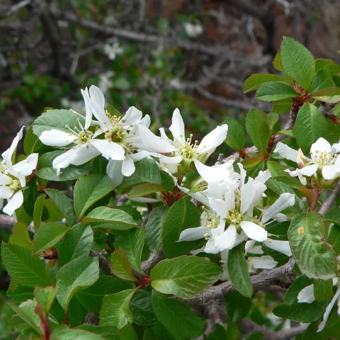 serviceberry