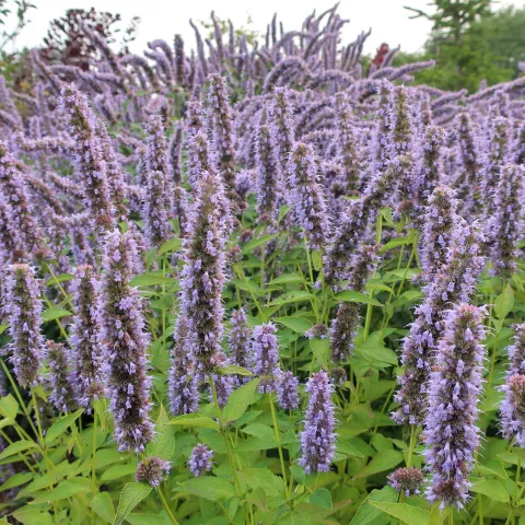 anise hyssop