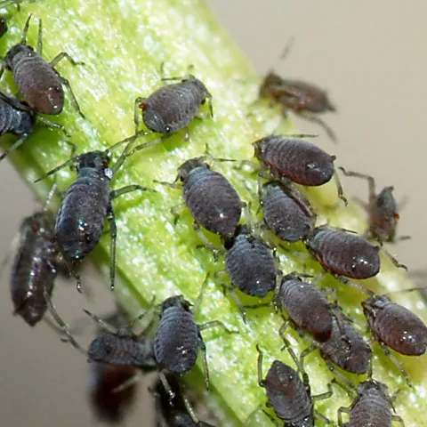 Aphids