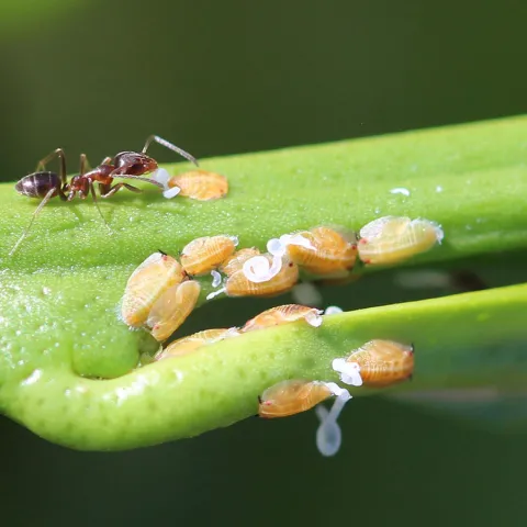 Argentine ant