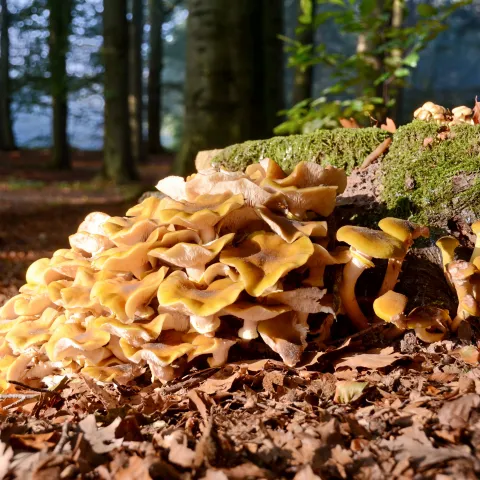 Armillaria