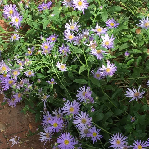 Aster