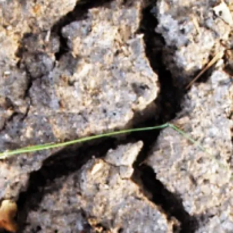 drought