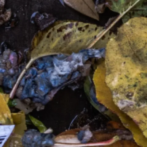 Banner Compost B