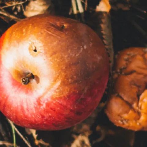 Banner compost