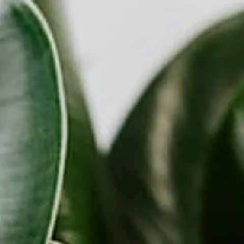 Houseplants