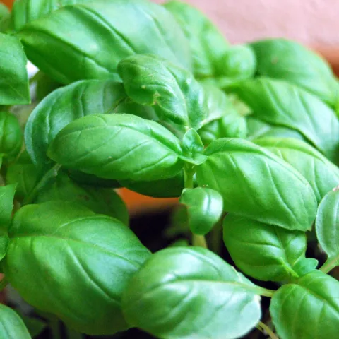 Basil