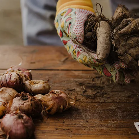 bulbs