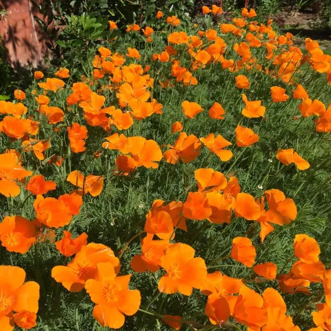 California poppies