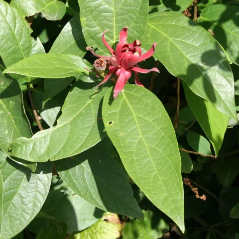 spice bush