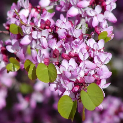 redbud