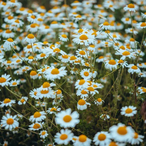 chamomile