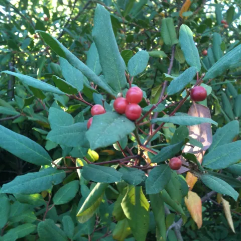 coffeeberry