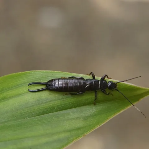 Earwig