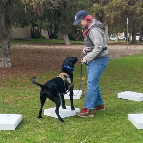 Detector dog stands on a small box, gazing at handler to alert a find