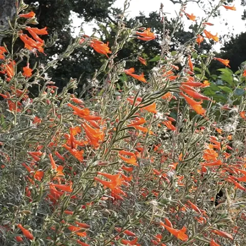 epilobium