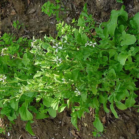 Arugula photo Leo Michels